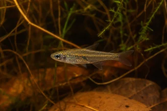 Brittanichthys sp Traços luminescentes tetra
