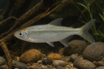 Brycinus leuciscus BRYCINUS WHITE