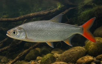Brycon rubricauda Brycon com barbatanas vermelhas