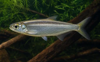 Bryconops affinis Breyconops cônicos