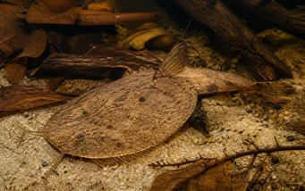 Bunocephalus kneri Peixe banjo
