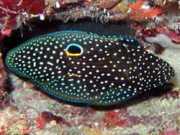 Calloplesiops altivelis Cometa