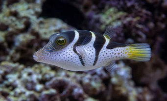 Canthigaster valentini Canthigaster com sela
