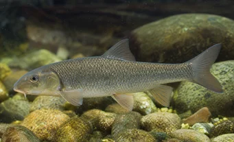 Capoeta oligolepis Oligolepis barbudo