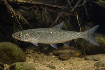 Capus commus Carpa comum