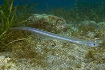 Carapus acus Amiga