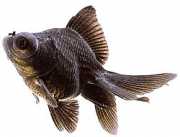 Carassius auratus telesc... Telescópio