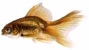 Carassius auratus voile Rabo de cavalo