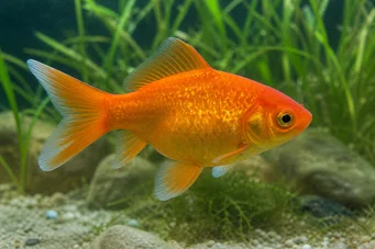 Carassius auratus Ryukin vermelho e branco