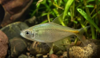 Carlastyanax aurocaudatus Nenhum