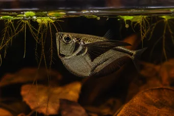 Carnegiella marthae Pesca de asas pretas