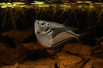 Carnegiella myersi Transparente