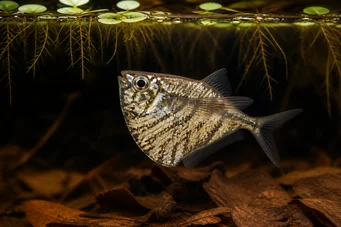 Carnegiella strigata strigata Marmorizado