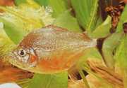 Catoprion mento Piranha mento, grande cabeça Pacou