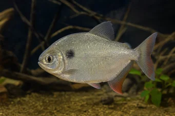 Catoprion mento Piranha mento, grande cabeça Pacou
