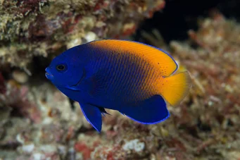 Centropyge acanthops Anjo Africano da África