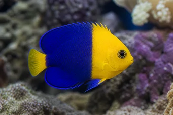 Centropyge bicolor Dois tons