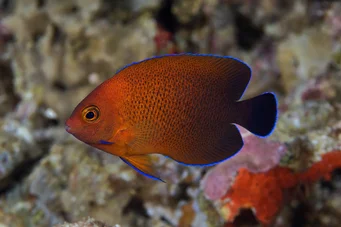Centropyge ferrugatus Anjo anão de ferrugem