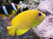 Centropyge flavissimus Amarelo