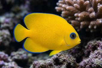 Centropyge flavissimus Amarelo