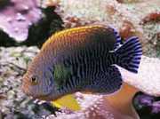 Centropyge potteri Anjo do Mar Vermelho