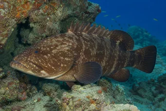 Cephalopholis boenak Boenak Gouper (Brown Merou)