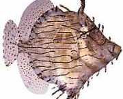 Chaetoderma penicilligera Ligado a ornato