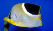 Chaetodon ephippium Papillon Fish Black Spot