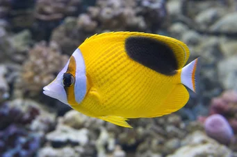 Chaetodon ephippium (Papillon Fish Black Spot)