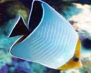 Chaetodon larvatus Papillon Fish Mascarado