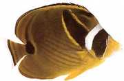 Chaetodon lunula Chétodon listrado
