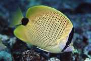 Chaetodon miliaris Bread de limão