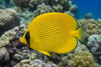 Chaetodon miliaris (Bread de limão)