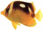 Chaetodon quadrimaculatus Quatro pontos