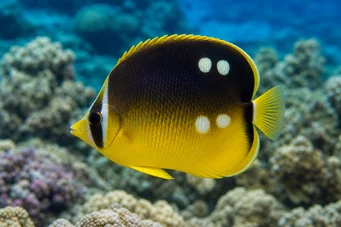 Chaetodon quadrimaculatus (Quatro pontos)