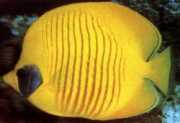 Chaetodon semilarvatus Peixe peixe