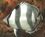 Chaetodon striatus Zebra ou cruzado