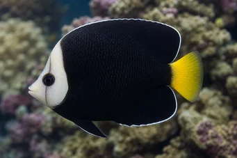 Chaetodontoplus melanosoma Anjo Brown
