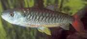 Chalceus erythrurus Chalceus com barbatanas amarelas