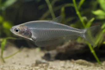 Chanda ranga Peixe de vidro