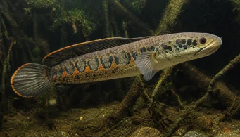 Channa micropeltes Cabeça de cobra