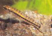 Characidium brevirostre Characidium curto -NOSE