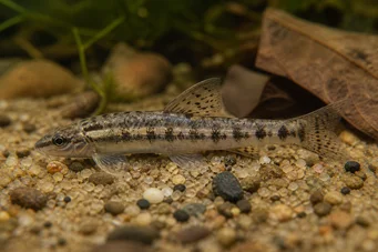 Characidium brevirostre Characidium curto -NOSE