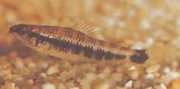 Characidium fasciatum Characidium fascinou