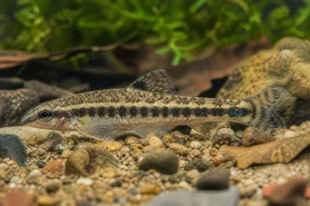 Characidium fasciatum Characidium fascinou