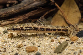 Characidium sp. aff. fasciatum Rio Negro Tetrager
