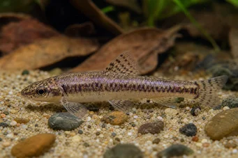 Characidium sp. C. purpuratum Characidium sp. C. Purpratum