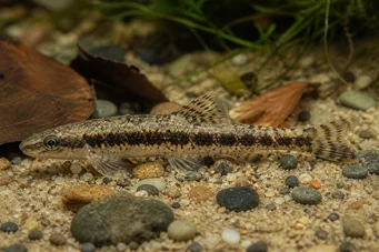 Characidium steindachneri Tetrager manchado