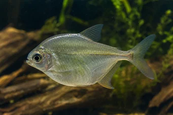 Charax gibbosus Bump Glass Tetra, Charax Gibbeux