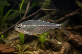 Charax pauciradiatus Cynocephalus charax